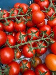 A view inside a tomato greenhouse, showing rows of lush tomato plants laden with ripe red tomatoes. A narrow pathway runs through the middle, surrounded by vibrant green leaves 