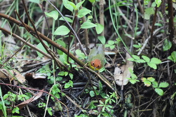 The chestnut-headed tesia (Cettia castaneocoronata) is a small insectivorous songbird formerly of...