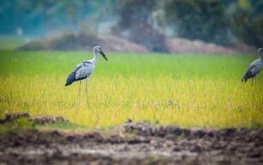 A Openbill stork