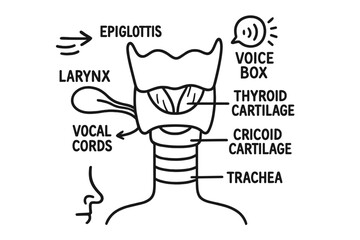 Laryngeal Anatomy Diagram. Hand-drawn doodle illustration laryngeal anatomy larynx, epiglottis, thyroid cartilage, cricoid