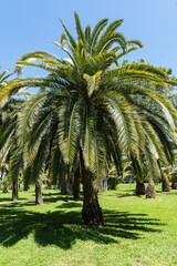 Obraz premium Tall, vibrant palm tree Canary Island Date Palm (Phoenix canariensis)with arching green fronds stands under clear blue sky, casting gentle shadows on well-manicured grass below. City park of Sochi.