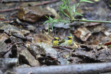 The black-faced warbler (Abroscopus schisticeps) is a species of bush warbler (family Cettiidae). It was formerly included in the 
