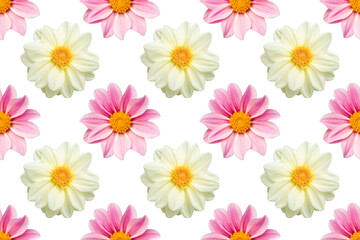 Seamless background. Floral arrangement with pink and white dahlias on transparent background.