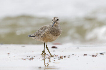 Dunlin (Calidris alpina) foraging on  the beach