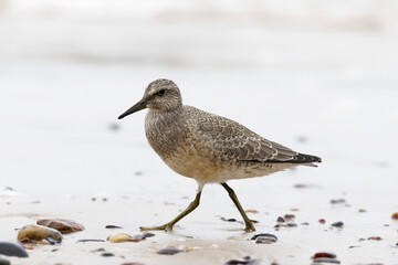Dunlin (Calidris alpina) foraging on  the beach