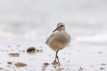 Dunlin (Calidris alpina) foraging on  the beach
