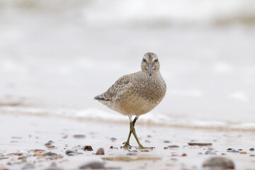 Dunlin (Calidris alpina) foraging on  the beach