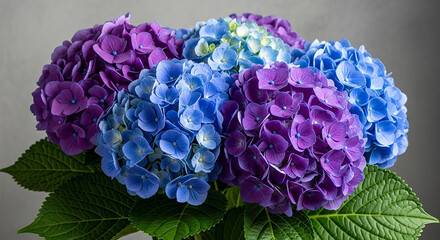 Vibrant blue and purple hydrangea flowers in full bloom displaying summer beauty