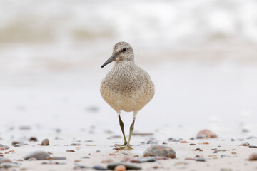Dunlin (Calidris alpina) foraging on  the beach