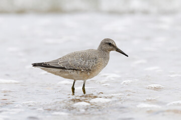 Dunlin (Calidris alpina) foraging on  the beach