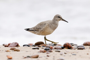 Dunlin (Calidris alpina) foraging on the beach