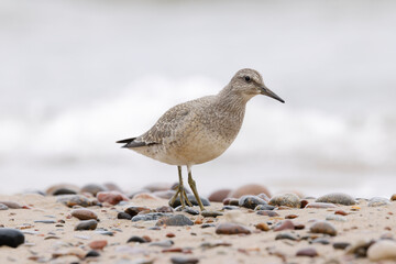 Dunlin (Calidris alpina) foraging on  the beach