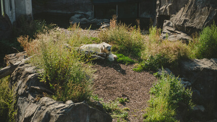 Schönbrunn Zoo (Tiergarten Schönbrunn) in Vienna, Austria, Polar Bear