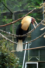A male Blyth's hornbill (Rhyticeros plicatus).