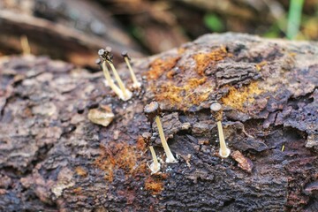 mushrooms grow naturally on tree trunks that are starting to rot