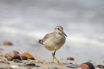 Dunlin (Calidris alpina) foraging on  the beach