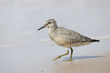 Dunlin (Calidris alpina) foraging on  the beach