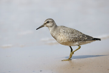 Dunlin (Calidris alpina) foraging on  the beach
