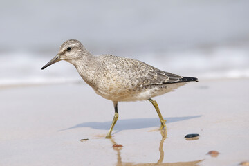 Dunlin (Calidris alpina) foraging on  the beach