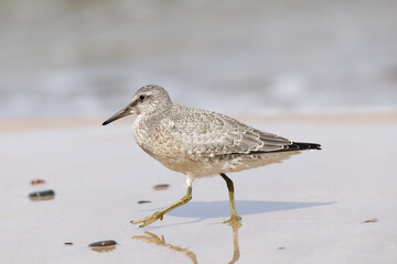 Dunlin (Calidris alpina) foraging on  the beach