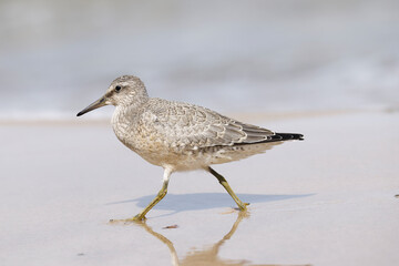 Dunlin (Calidris alpina) foraging on  the beach