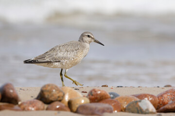 Dunlin (Calidris alpina) foraging on  the beach