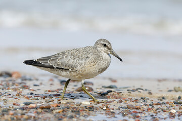 Dunlin (Calidris alpina) foraging on  the beach