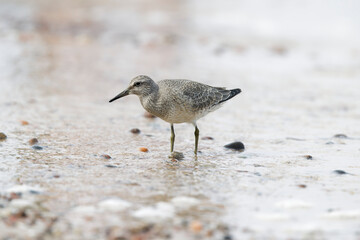 Dunlin (Calidris alpina) foraging on  the beach