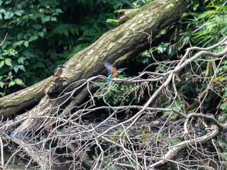 ダイブしたけど失敗して飛び上がるカワセミとそれを見守るカワセミ