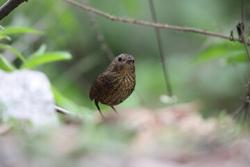 The pygmy cupwing (Pnoepyga pusilla) or pygmy wren-babbler, is a species of bird in the Pnoepyga wren-babblers family, Pnoepygidae. This photo was taken in Northwest India.