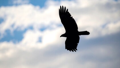 Obraz premium Shadow of soaring eagle over cloudy background, soft focus