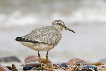 Dunlin (Calidris alpina) foraging on  the beach