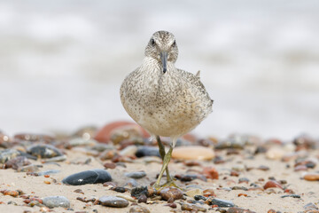 Dunlin (Calidris alpina) foraging on  the beach