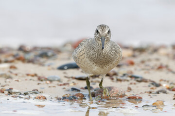 Dunlin (Calidris alpina) foraging on  the beach