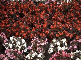 A decorative background made of red, pink, and white flowers, ideal for romantic or seasonal designs.
