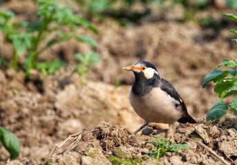 Asian Pied Starling