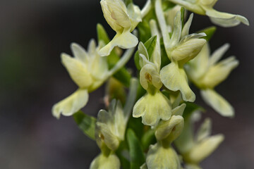 A beautiful, detailed close-up of the elegant Roman Orchid (Dactylorhiza romana) in its natural habitat, with a blurred background highlighting the delicate flowers.