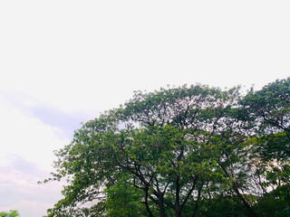 Lush Trees Against Overcast Sky