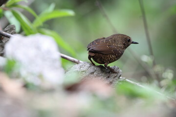 The pygmy cupwing (Pnoepyga pusilla) or pygmy wren-babbler, is a species of bird in the Pnoepyga wren-babblers family, Pnoepygidae. This photo was taken in Northwest India.