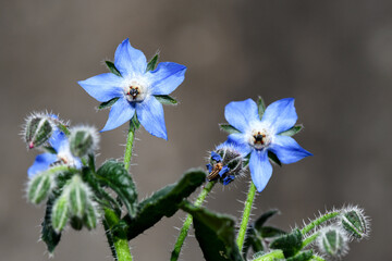A detailed close-up of blue borage flowers with fine, hairy stems and buds. The plant is beautifully highlighted against a simple, blurred, gray background.