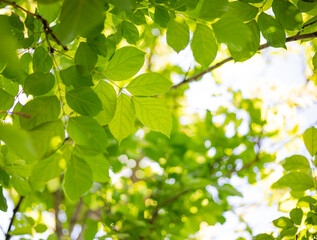 Fototapeta premium green leaf on blurred greenery background