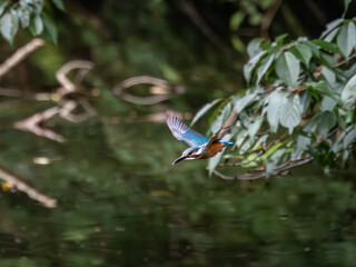 獲物を探して飛び回るカワセミ