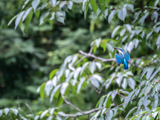 獲物を探して飛び回るカワセミ