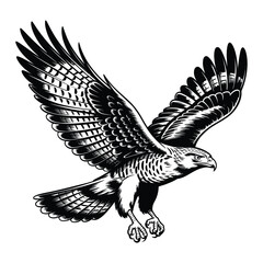 Fototapeta premium Hawk in Flight