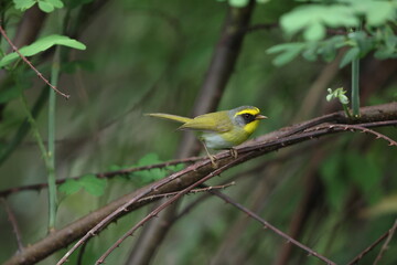 The black-faced warbler (Abroscopus schisticeps) is a species of bush warbler (family Cettiidae). It was formerly included in the 