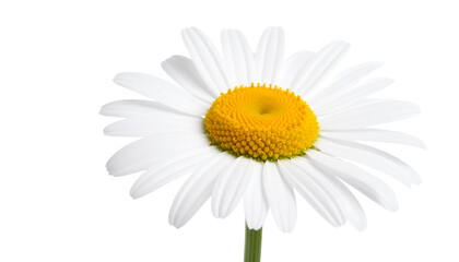 Naklejka premium Beautiful single daisy flower with bright yellow center and isolated white petals on white background