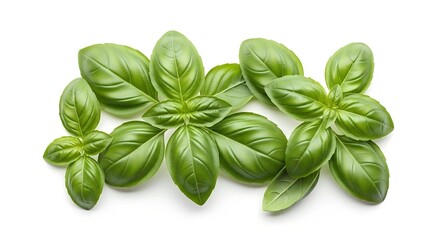 Fresh green basil leaves arranged on a clean white background, showcasing their vibrant color and texture.