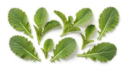 Fresh green mustard leaves arranged on a white background, top view.