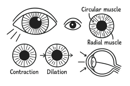 Eye Anatomy Doodle. Hand-drawn doodle illustration iris eye, iris, pupil, light rays, circular muscle, radial muscle, eye