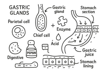 Gastric Gland Illustration. Hand-drawn doodle illustration gastric glands gastric gland, parietal cell, chief cell, enzyme icon,